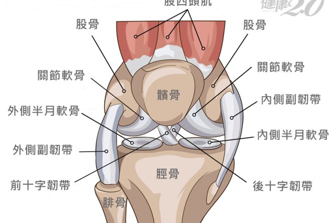 膝蓋退化有9大部位 骨科醫坦言：不一定得換人工關節