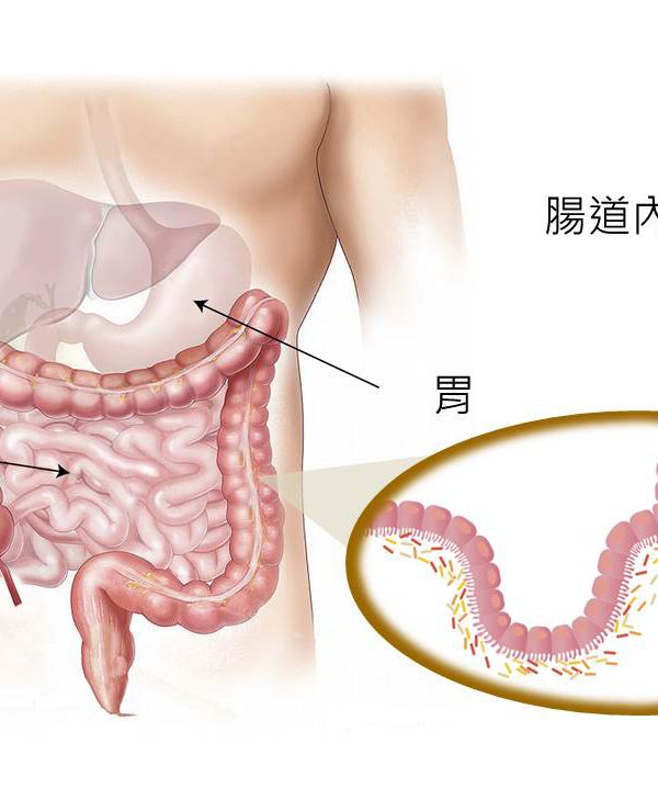 認識人體內的免疫軍團－腸道微菌叢